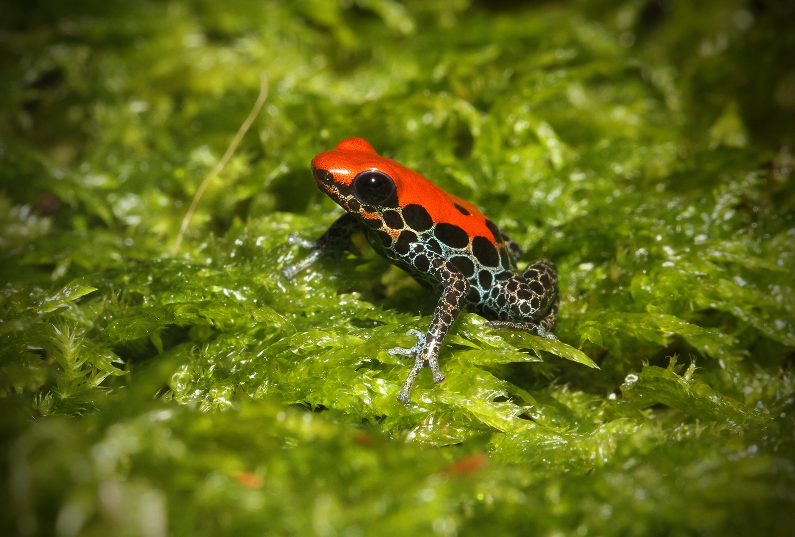 日本最大の体感型カエル館 KawaZoo【カワズー】 ｜ 日本最大の体感型