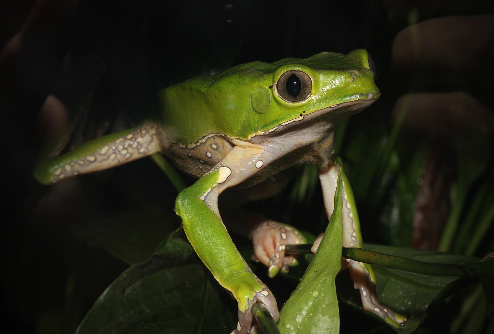 日本最大の体感型カエル館 KawaZoo【カワズー】 ｜ 日本最大の体感型